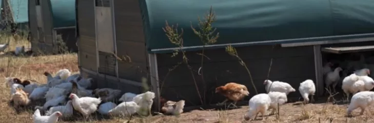 Chicken Rearing