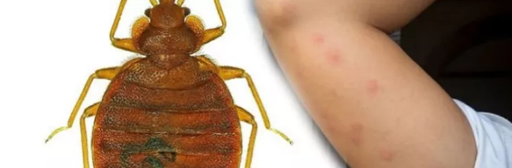 Bed Bugs Control Services Awesomepest