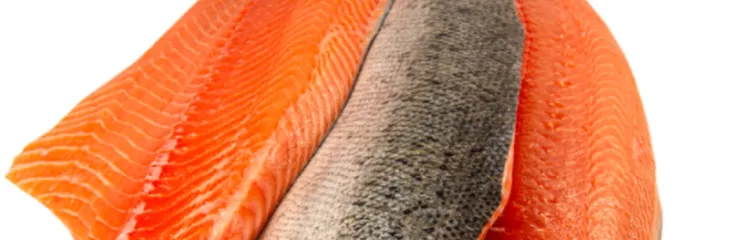 salmon fish