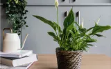 Natural Air Purifiers! Top Houseplants That Fight Mold & Humidity